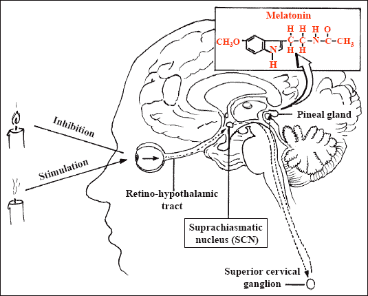 Image result for PHOTO RECEPTOR LAYER IN PINEAL GLAND diagram